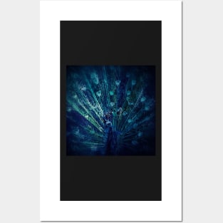 Peacock Posters and Art